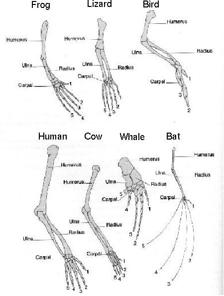 pentadactyl