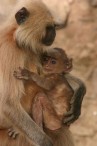 hlangur