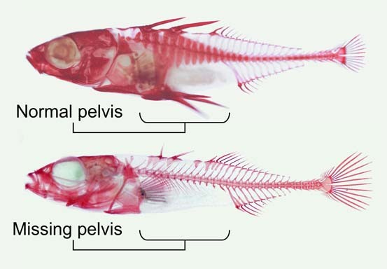 ba_sticklebacks