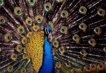 peacock