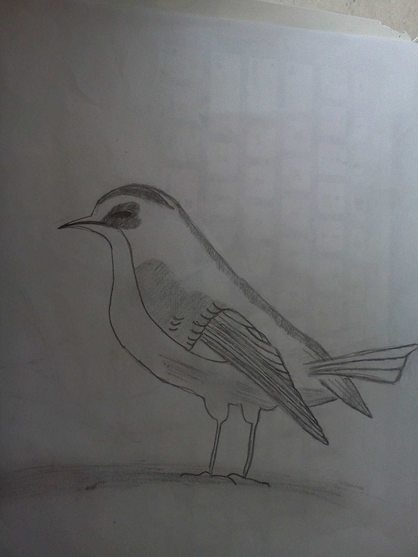 sparrow