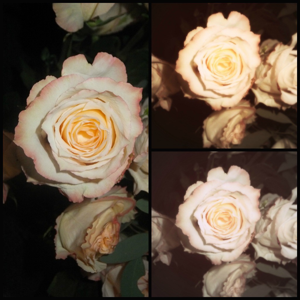 rose collage