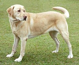 YellowLabrador