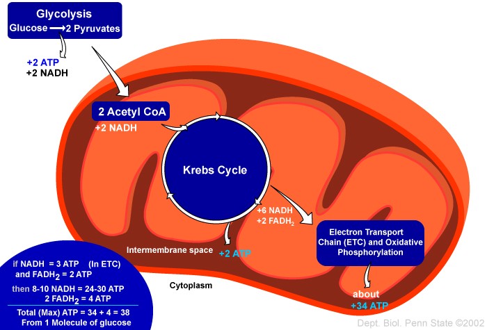 respiration_overview