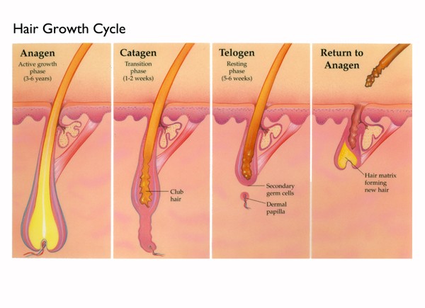 Hair-Growth-Cycle-White