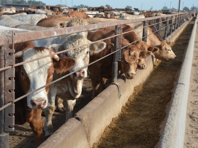 BT_Empty_Feedlot_Bunk_Cattle