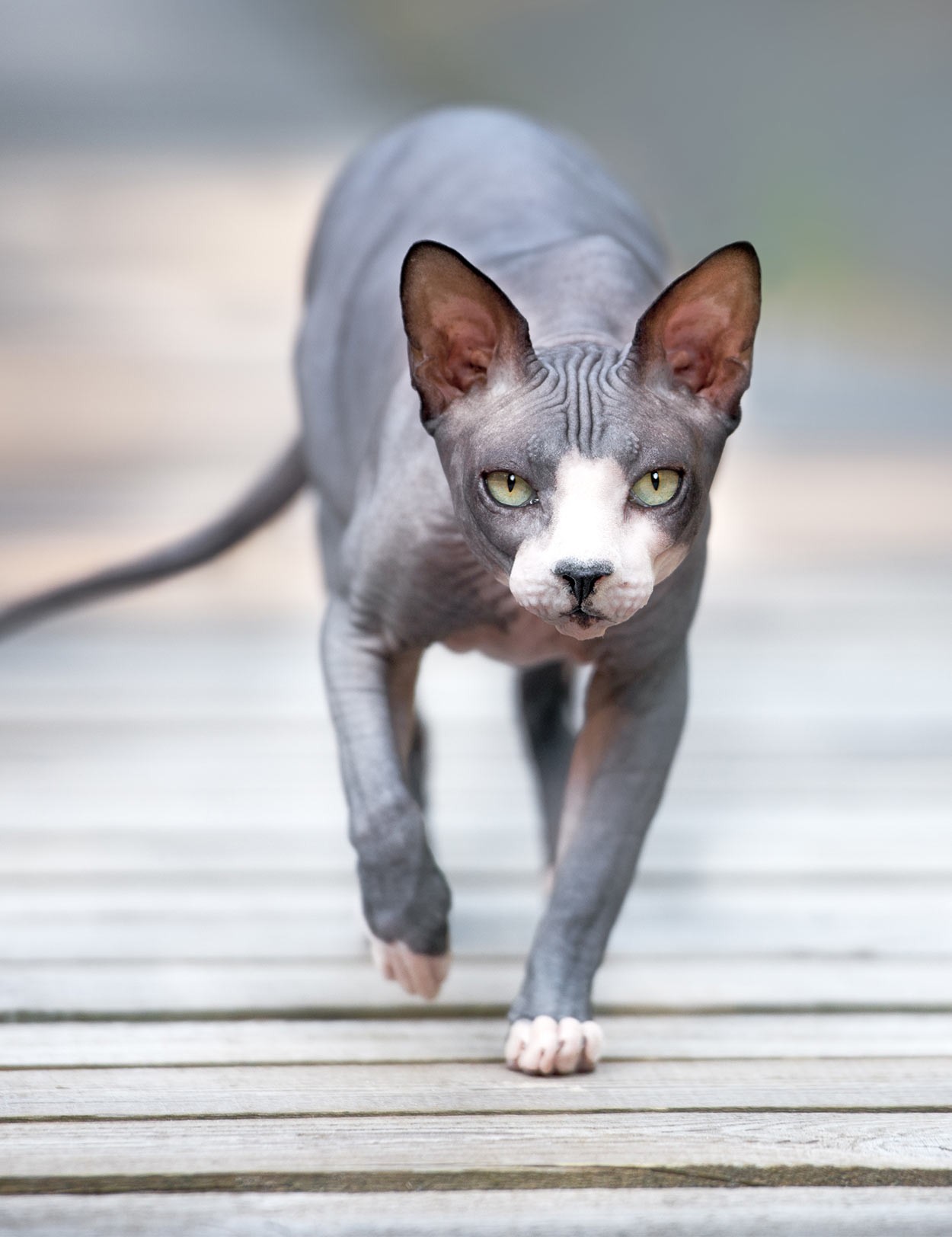 sphynx-cat-names-2