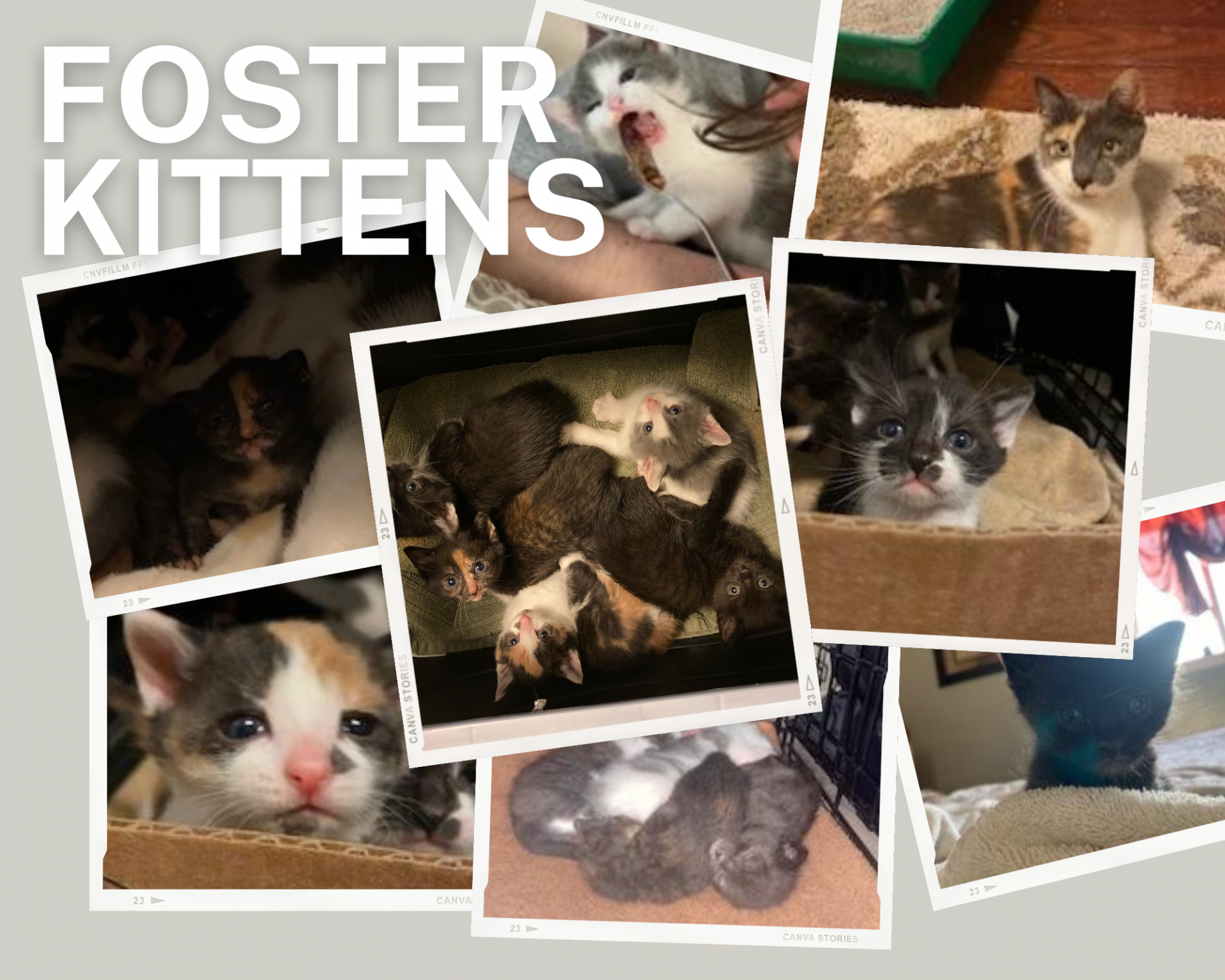 Foster Kittens