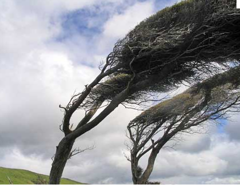 Windy